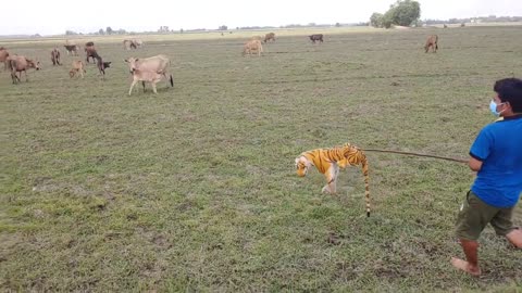 Wow Nice! Fake Tiger Prank Cow, Dog So Funny Action Cows, Dogs 2021