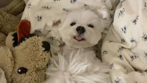 Puppy sleeping in bed Relax Time 2 maltese