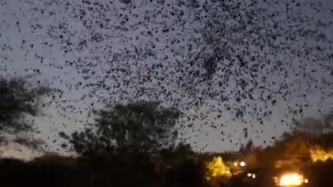 Cockroach Infestation Must Watch