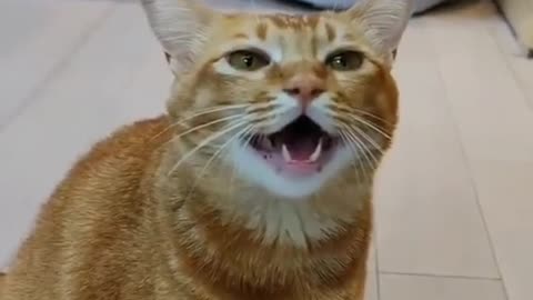 When will we see a singing cat again? Haha