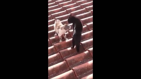 Funny cats_dogs