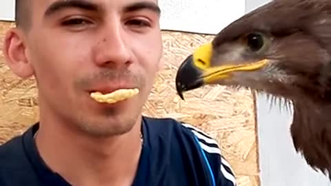 Eagle Nibbles On A Crunchy Treat From Its Owner's Mouth