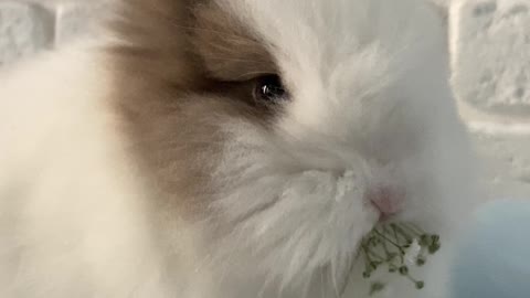 bunny eating little flowers