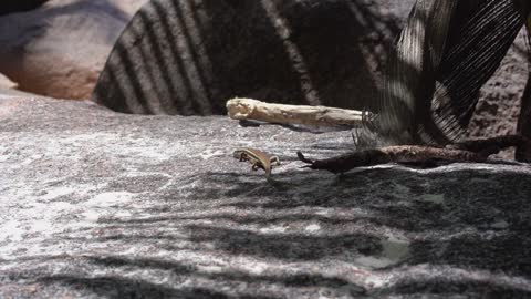 Seychelles. Praslin Island. Lizards runs on the ground of the island