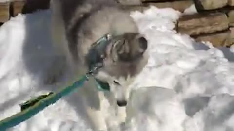 Funny pup constantly attacks tree branches during Ice ground and food in