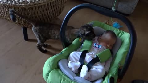 Cats Meet Babies Compilation