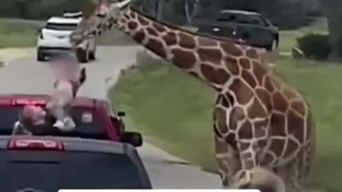 Giraffe hoists toddler out of car at drive-thru wildlife park