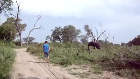 Elephant Chasing suddenly