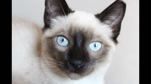 the Most beautiful siamese cats