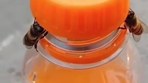 Bees video.World best funny Bees video.