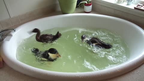 My Cute Baby Ducks First Swim - Funny Animals