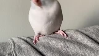 Beautiful bird dancing