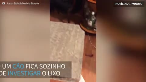 Cão decide investigar lixo quando os donos estão fora