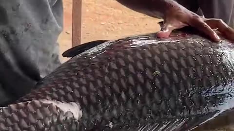 Amazing! World Biggest Cutla Fish Cutting.