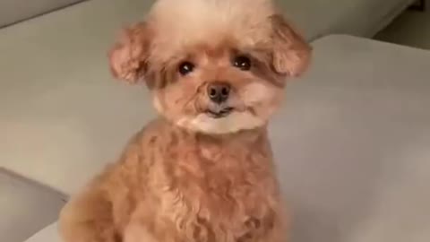 Cut and funny dog video#
