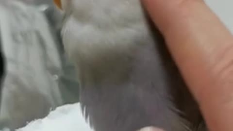 parrot feeling human touch on toilet paper