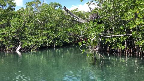 Cancun jungle tour mangrove