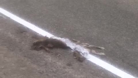 White Road Line Painted Over Deceased Cat