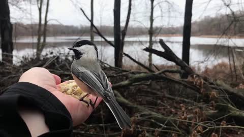 Hand-Feeding Black-Capped Chickadees in Slow Motion.
