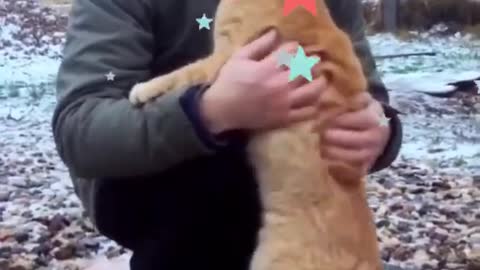 Funny Cat Videos | Funny cute animals