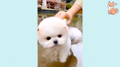 Compilation of Cute Puppies, Funny and Smart Dogs