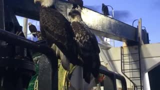 Eagles Surround Fishing Trawler for a Feed