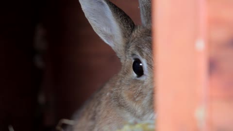 Adorable Brown Rabbit Hiding From Owner In Farm