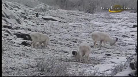 National Alaska Wildlife | Geographic Documentary | Wildlife Animals