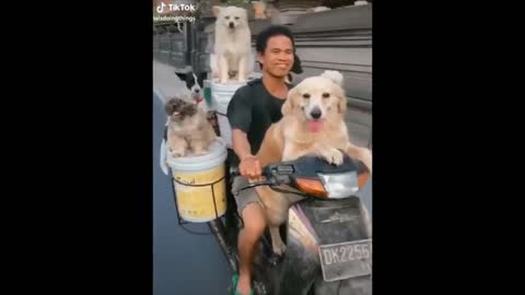 6 Dogs On Motorcycle