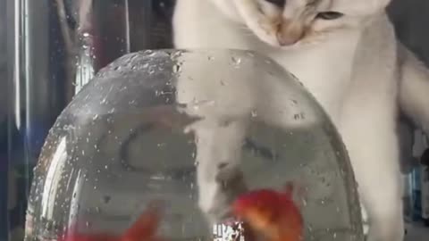 Cat Catching Fishes 🐠🐟