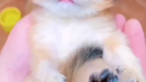 adorable kitten meowing1