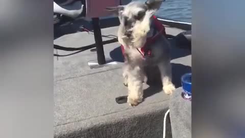 Moments funny dogs go on vacations