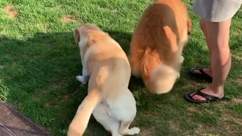 Two beautiful dog playing in Garden with someone