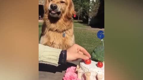 funny Dog Reaction footage.