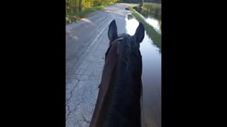 Riding horse on flooded road