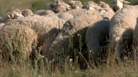 Sheep eating grass. Domestic animals on field. Shepherd went for a break. Day at the farm