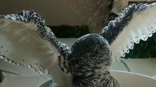 Mickey's owl bathing