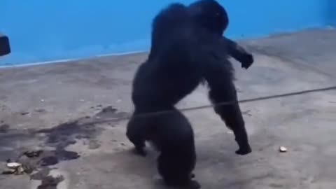 gorilla funny dañce