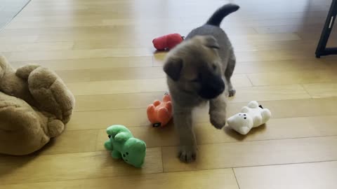 Baby Jindo Dog with Orange