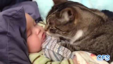 Cats Love Babies