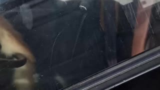 Cat Stuck in Car Honks Horn for Attention