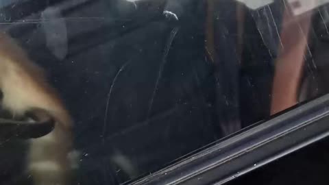 Cat Stuck in Car Honks Horn for Attention