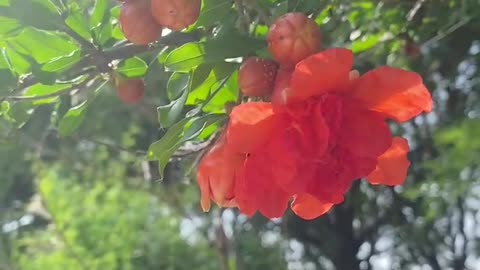 pretty little red pomegranate flower