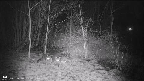 Backyard Trail Cams - Raccoon Double Trouble