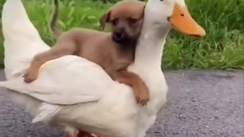 Funny Dog Sit Above The Duck