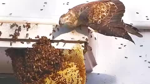 Honey buzzard feasts on the whole honeycomb.