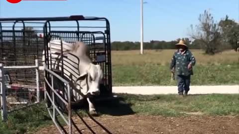 Mega Grey Brahman bulls coming out of trailers and going to meet the cows