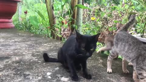 Gatos engraçados não tem como não rir