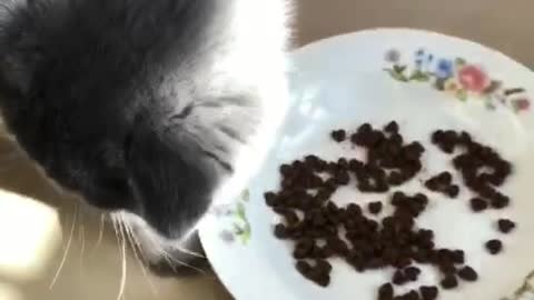 Cats still think of toys when they see them while they are eating