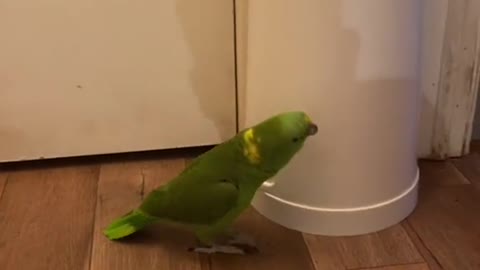 Spanish Parrot